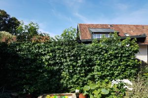 Standortverbesserung Amberbaum und Bux