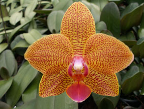 orchideen 1