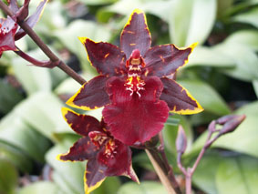 orchideen 2