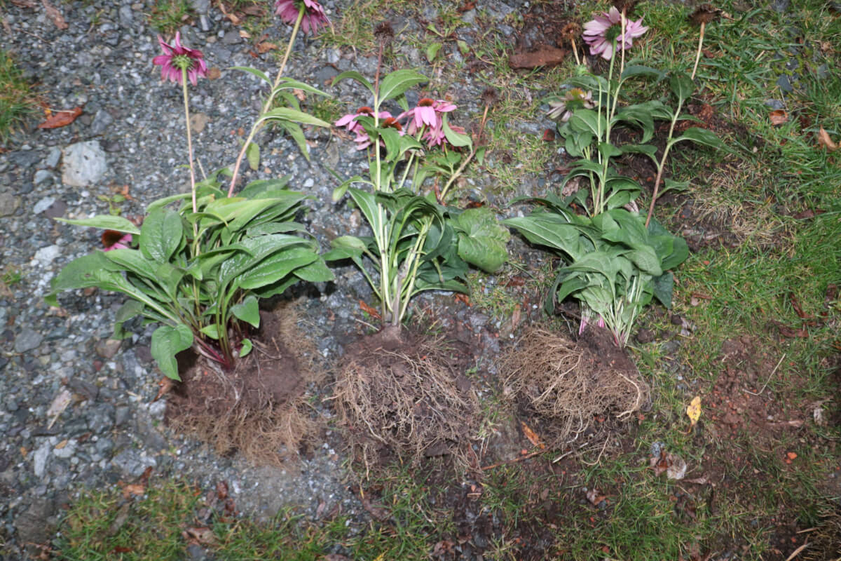 Agrostim in der Praxis - Staudenbeet Echinacea