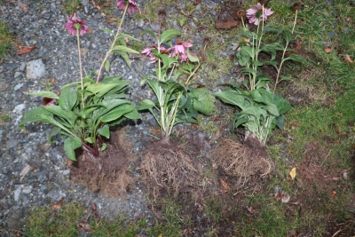 Agrostim in der Praxis - Staudenbeet Echinacea
